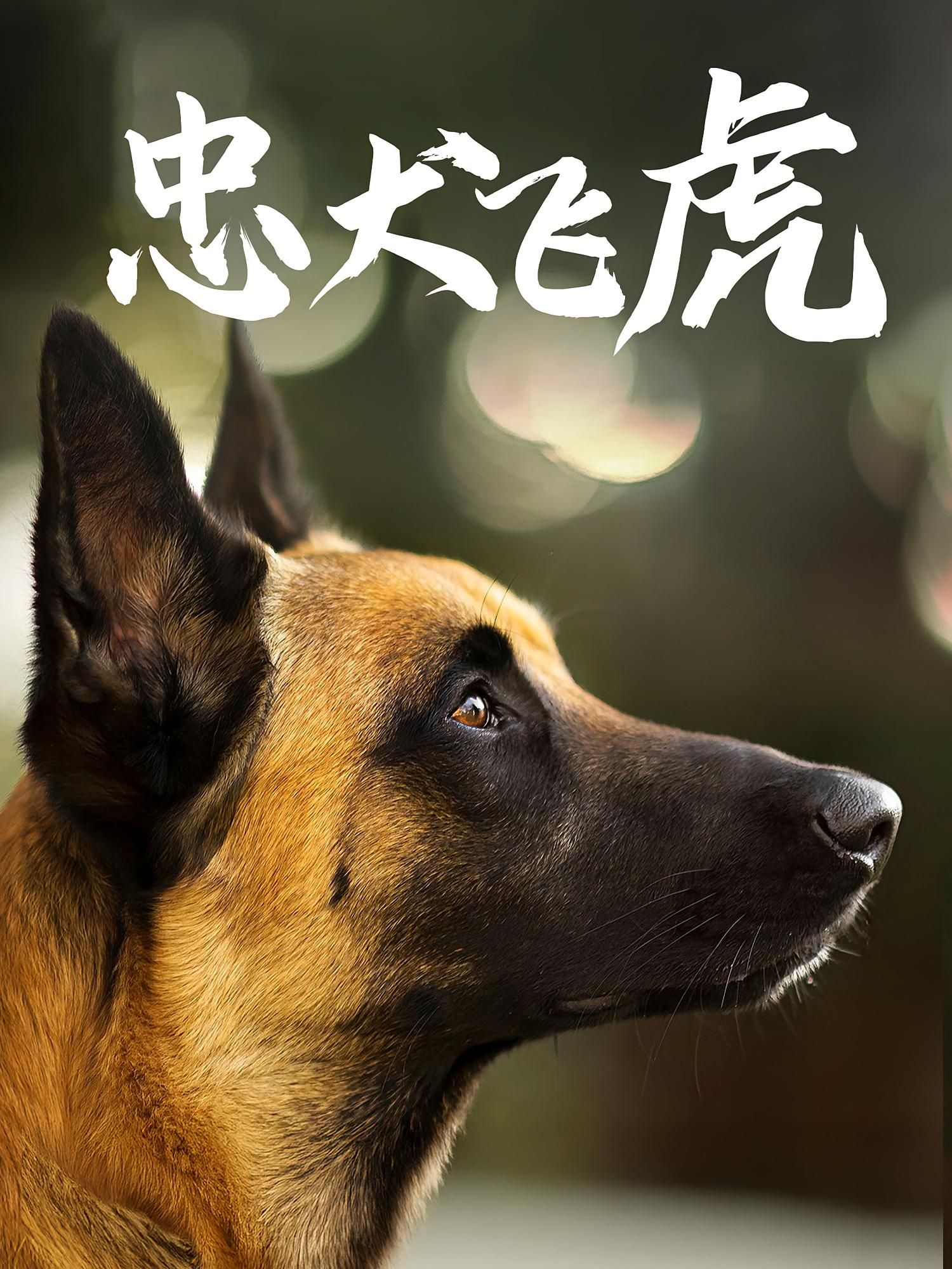 热门短剧忠犬飞虎33集全集未删减版 吴桂洲谭镁纶主演 免费在线观看 百度网盘夸克网盘资源速存下载 未删减版完整版资源分享 第1张 热门短剧忠犬飞虎33集全集未删减版 吴桂洲谭镁纶主演 免费在线观看 百度网盘夸克网盘资源速存下载 未删减版完整版资源分享 第1张